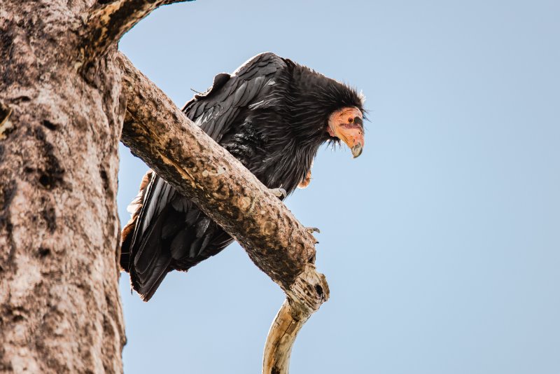 A California Condor  perched in a dead tree