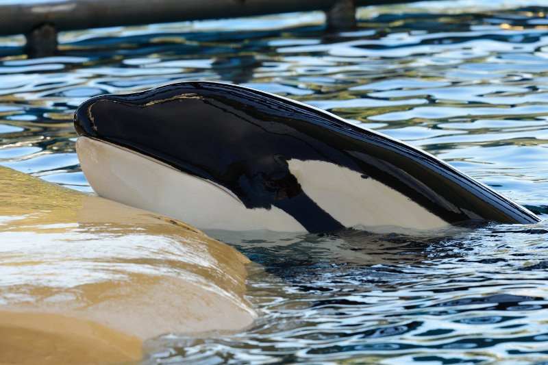 killer whale resting it's head on the waters edge