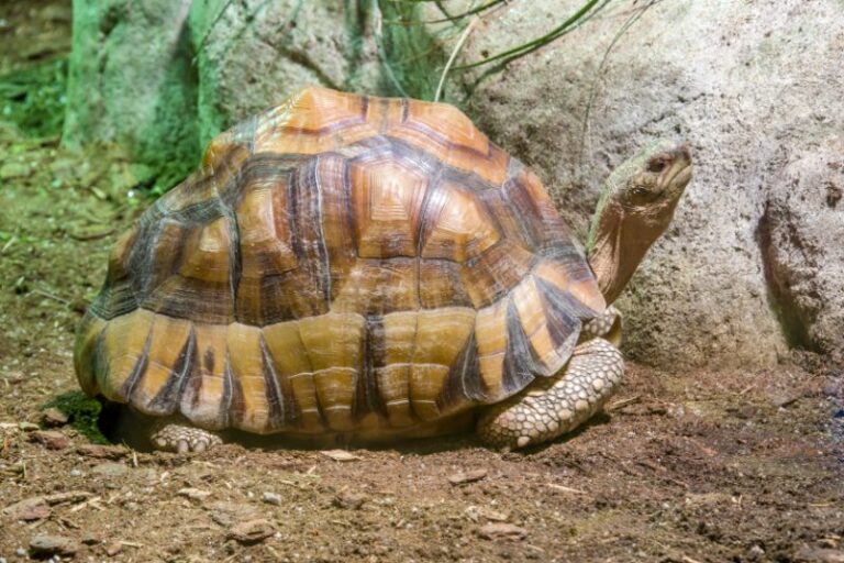 Ploughshare Tortoise