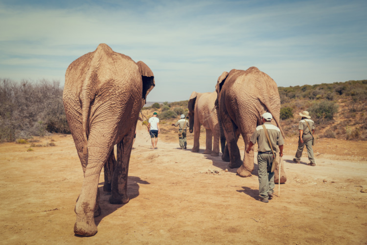 Tourists walking with African elephants and rangers in game reserve in South Africa