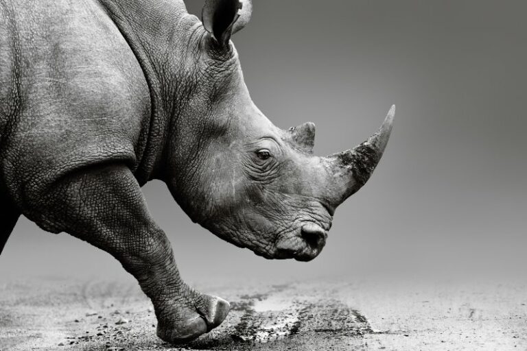 Sebakwe Black Rhino Trust