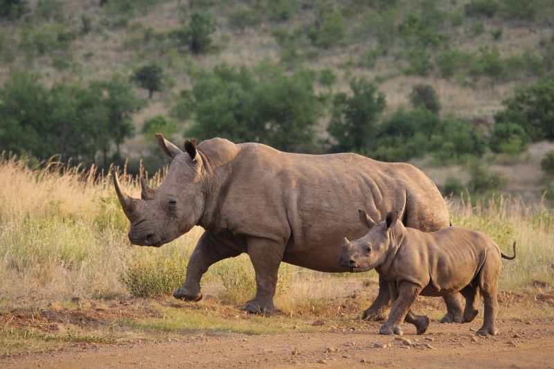 Adult rhino and a calf