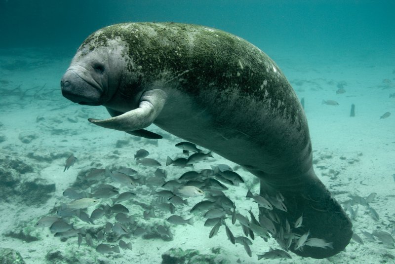 Florida Manatee