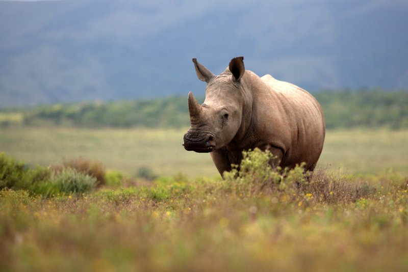 A white rhino / rhinoceros grazing