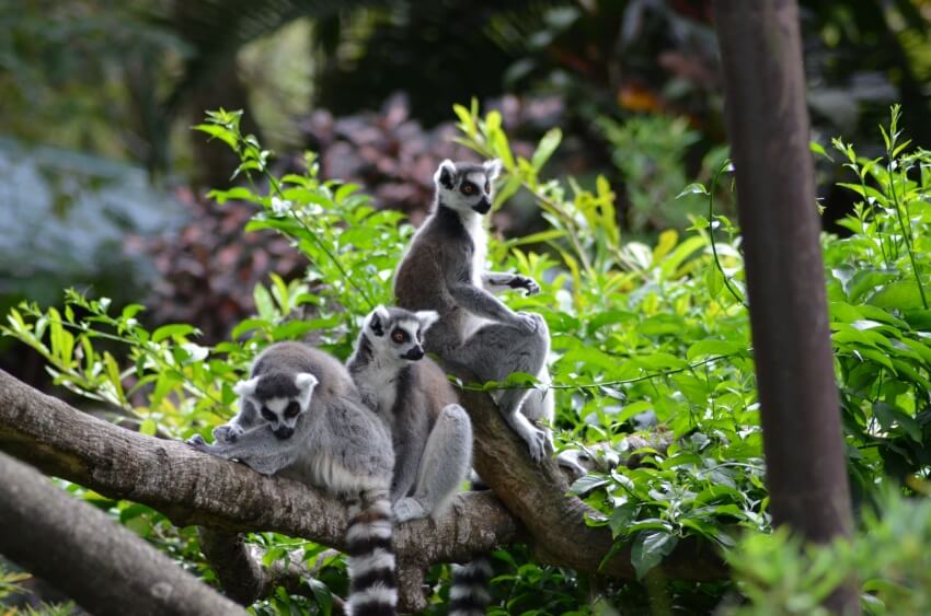 A Group of Lemur