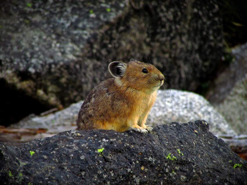 How Do Animals Adapt To Their Environment 