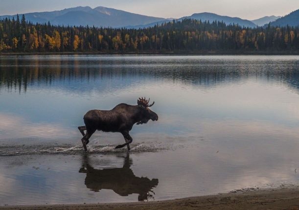 How Do Animals Adapt To Their Environment 