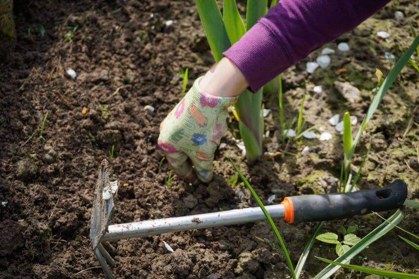 Plucking Weeds