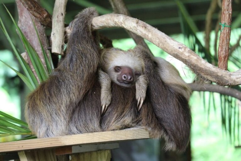 Sleeping-Mother-and-Child-Sloth-768x512.jpg