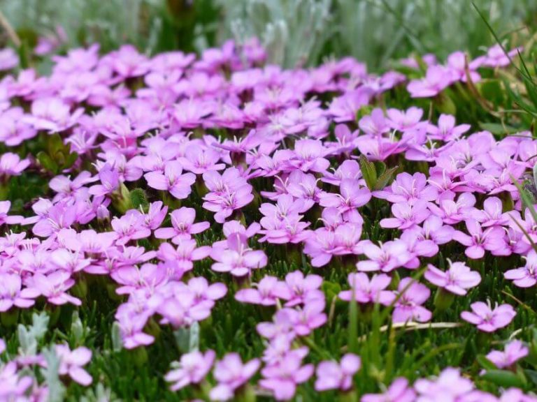 20 Types of Tundra Plants Apart of This Biome