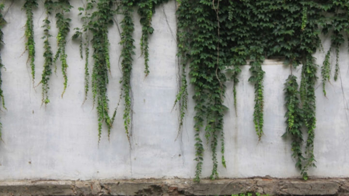 Different Types of Ivy Around the World