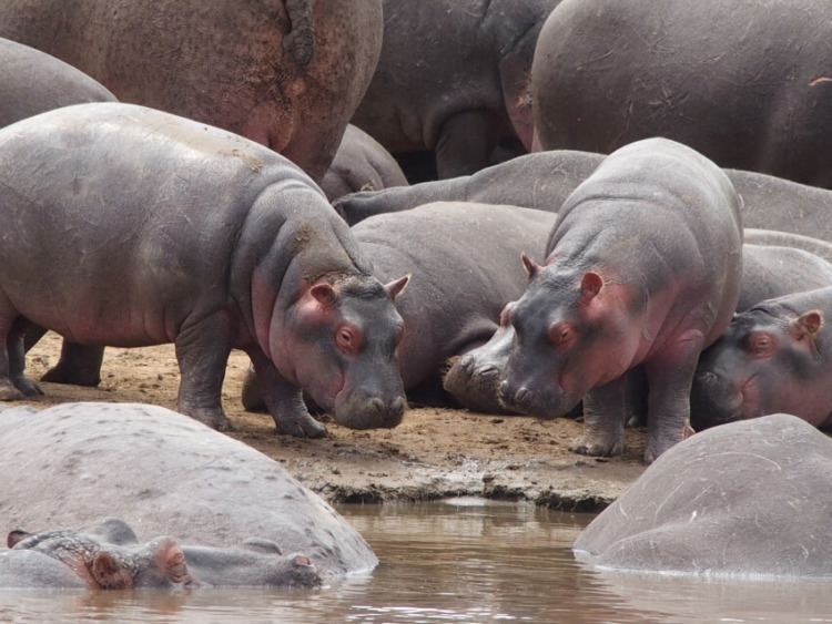 Small Hippos