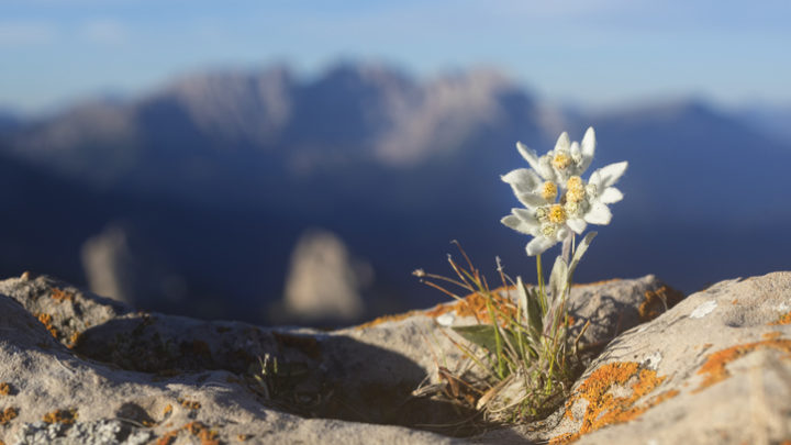 17 Rare Flowers That Are Extremely Stunning