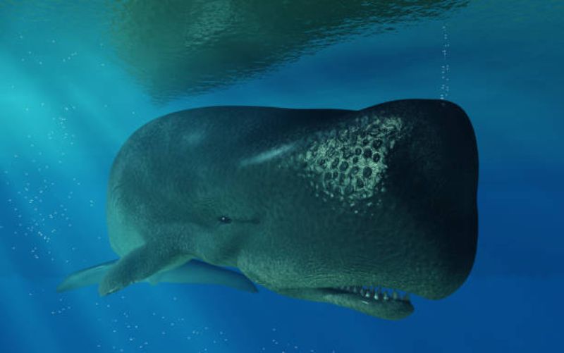 A Sperm Whale