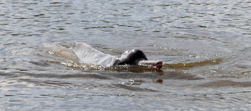 Head of Araguaian River Dolphin