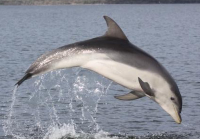 Jumping Burrunan Dolphin