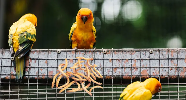 Can Parakeets Eat Worms and what else