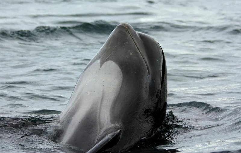 Long-finned Pilot Whale