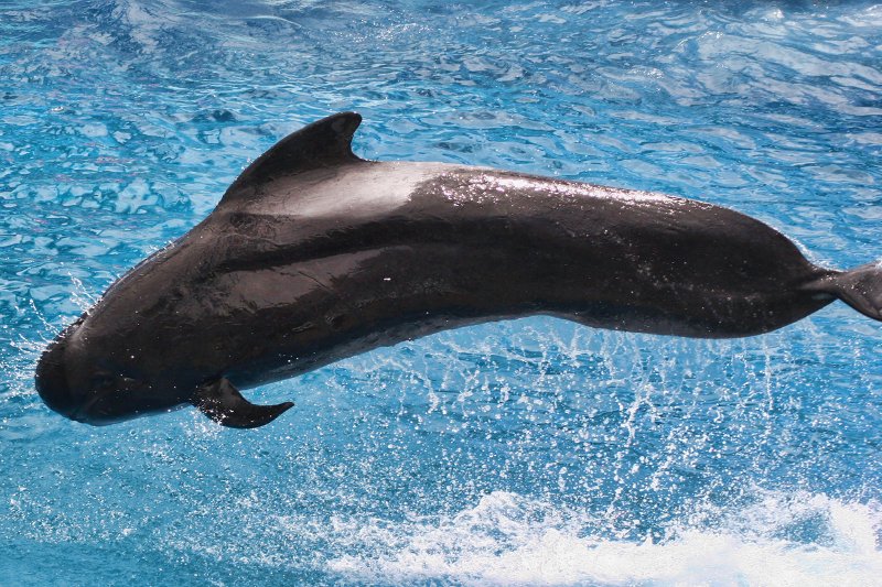 Short-finned Pilot Whale