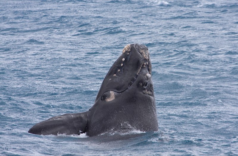 Southern Right Whale