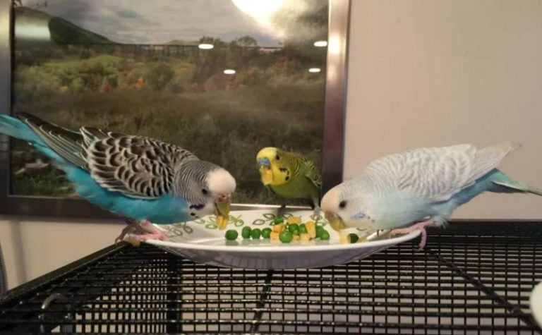 Can Parakeets Eat Worms? Everything You Need To Know