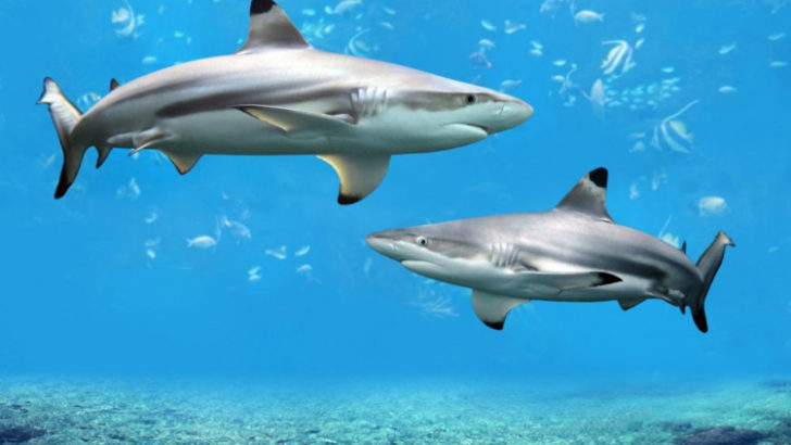 Black Tip Sharks swimming