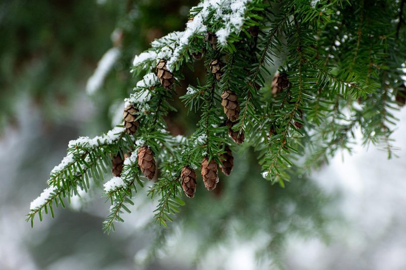 11 Different Types of Coniferous Trees 5 Hemlock Tree