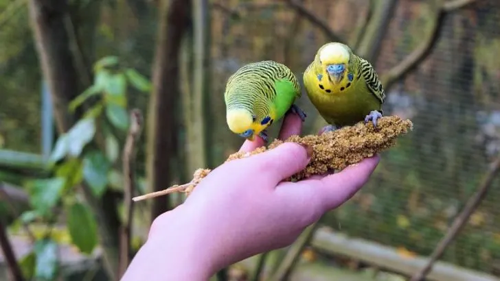 Two Parakeets