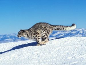 Snow Leopard: Why Is It Endangered?