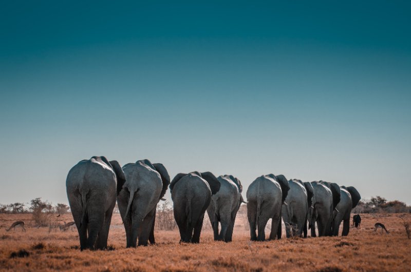 Herd of Elephants