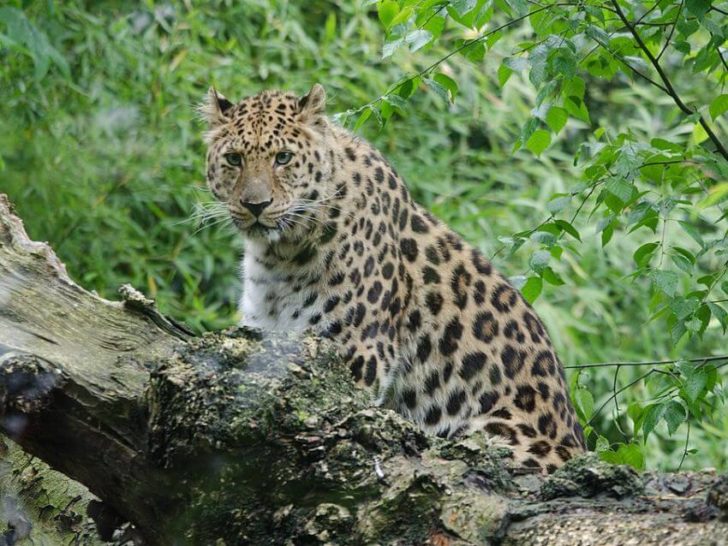 Amur Leopard And Tiger Alliance 4996