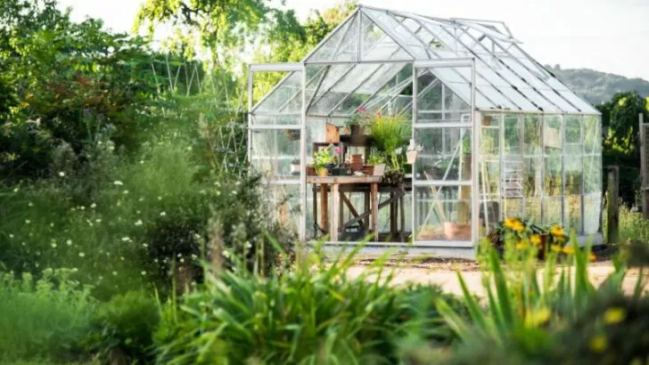 plants and flower pot placed on the table in greenhouse