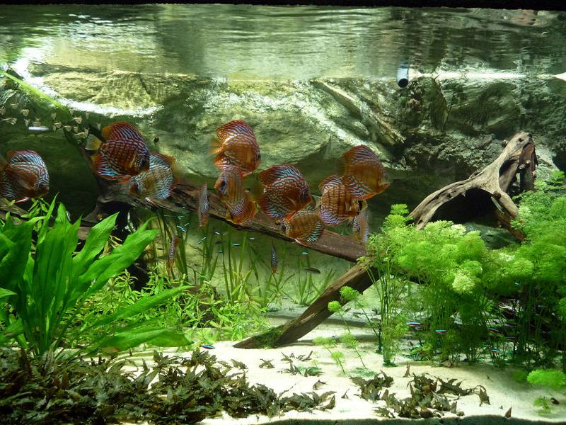 freshwater fishes