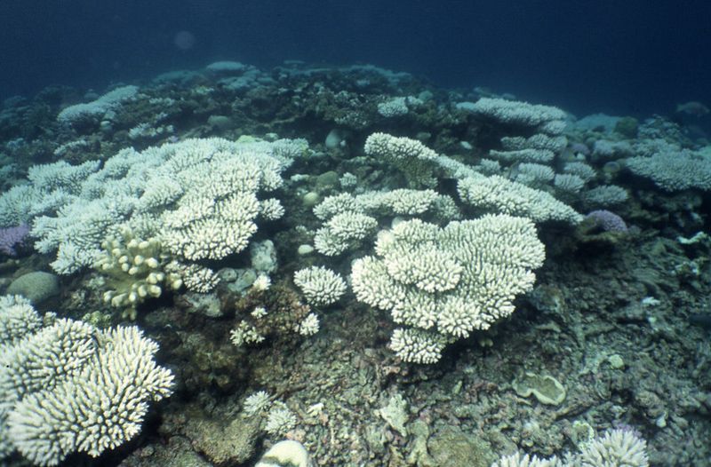 Coral bleaching underwater