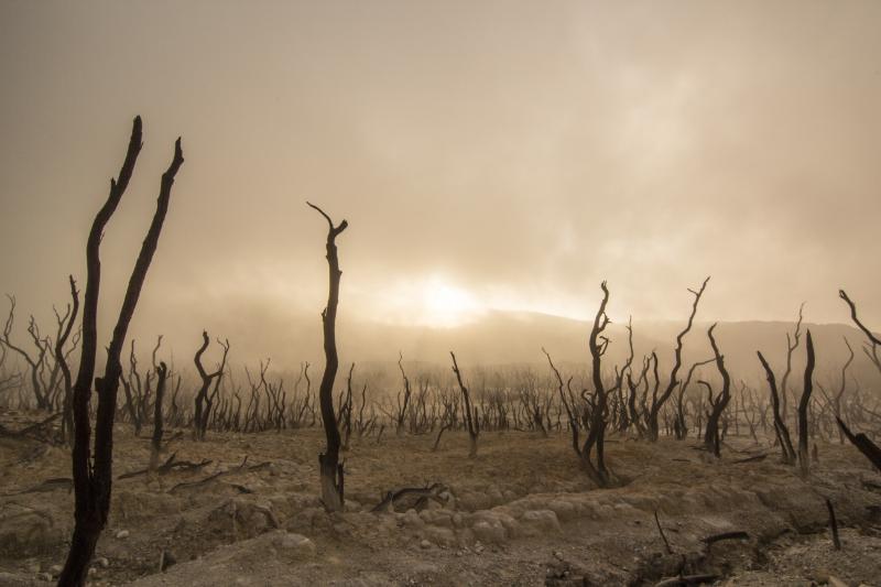 Dead trees in a deserted field