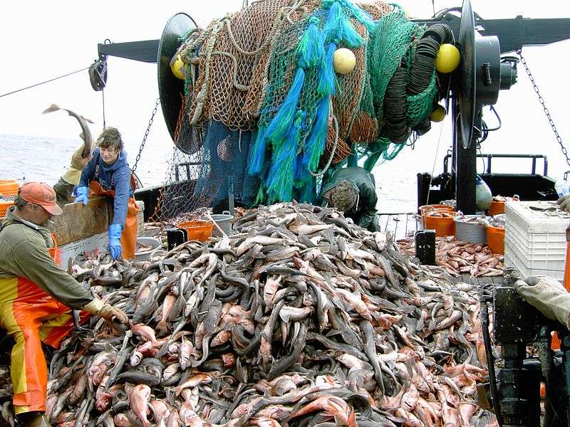 7 Different Overfishing Solutions For Conservation