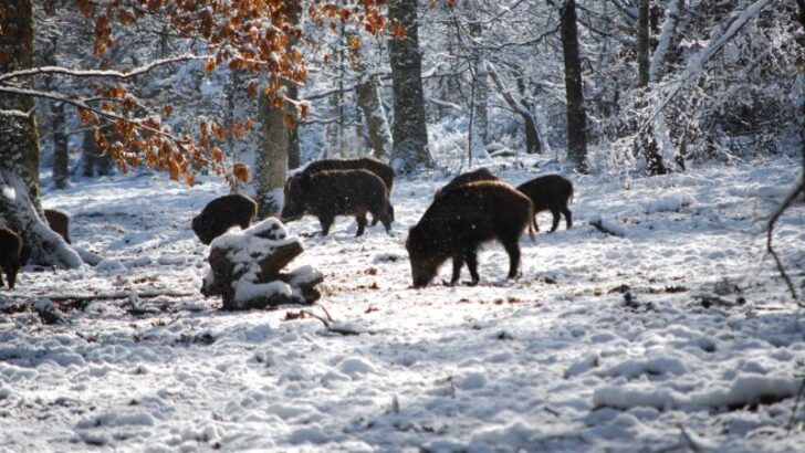 boars on snow near trees