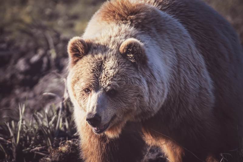 A Grizzly Bear