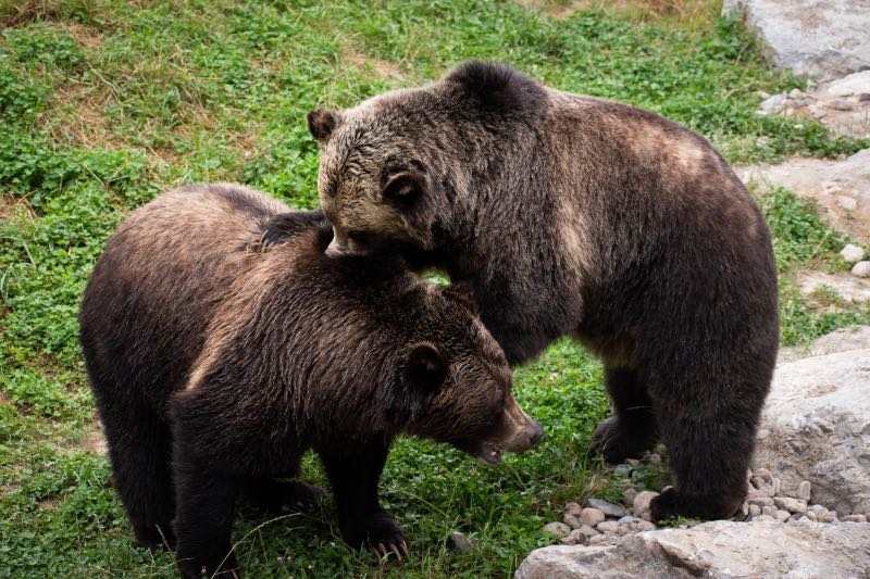 Bear Cubs Playing Together