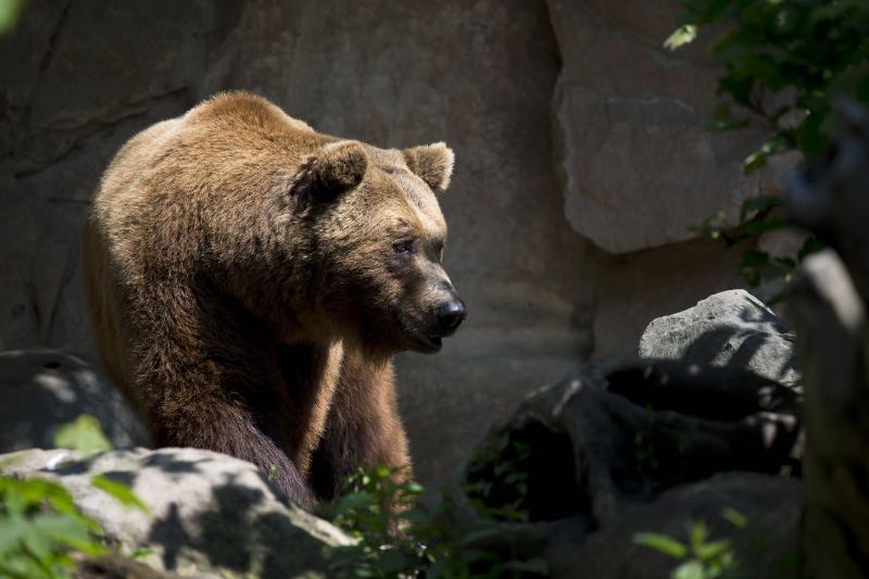 Brown Bear Near Green Plant