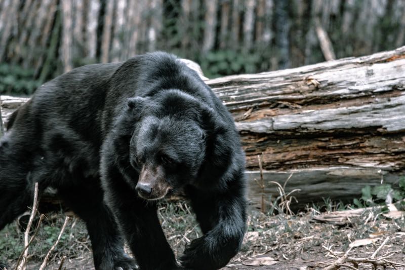 Shaggy wild black bear walking in summer forest