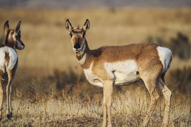 Two Brown Deer on Field