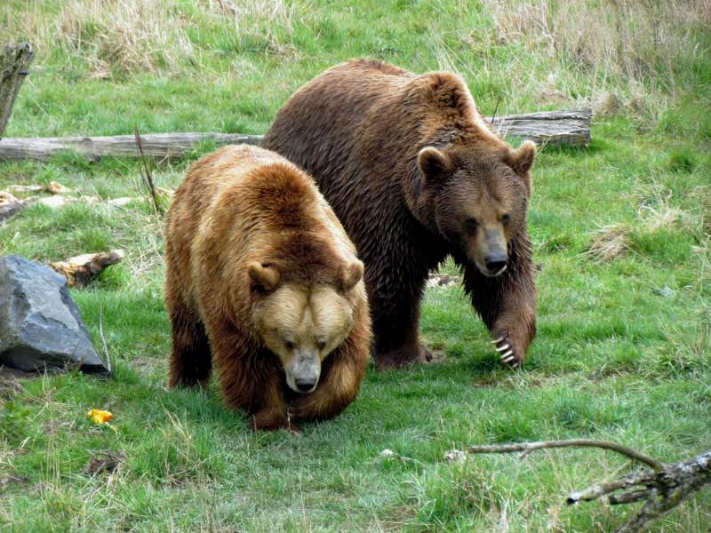 Two Grizzly Bears in the Wild