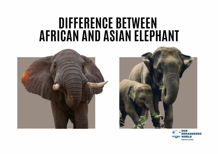 Difference Between African and Asian Elephants: A Comprehensive Comparison