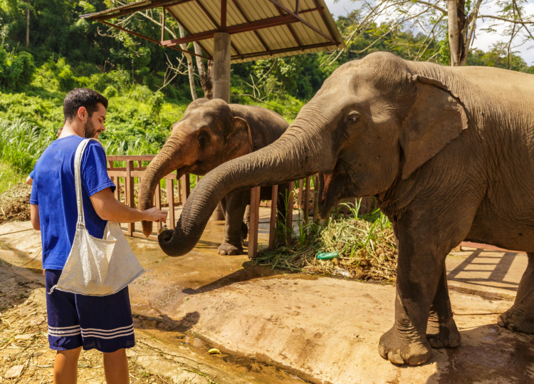 Young man feeds elephants with bananas in a sanctuary in the jungle of Chiang Mai in Thailand