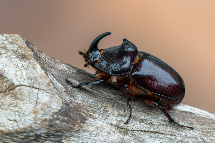  European rhinoceros beetle - Oryctes nasicornis 