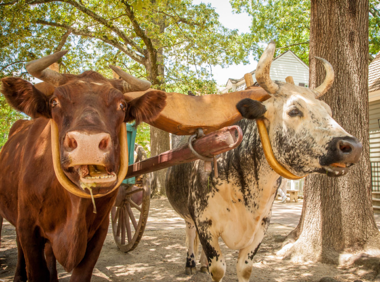 Two oxen pulling a green wagon in in rural, Virginia. 