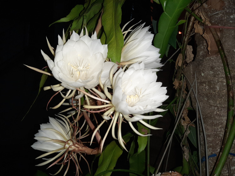 Queen of the night flower bloom