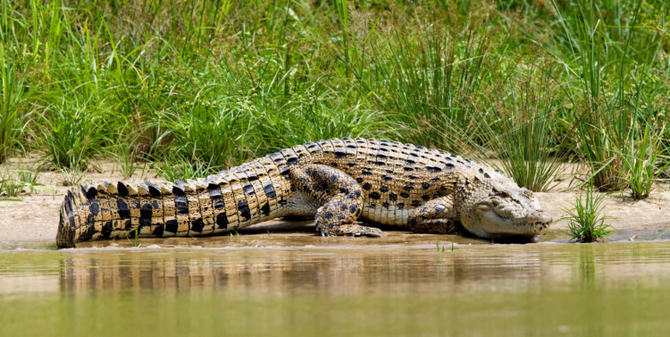 Saltwater Crocodile, Crocodylus porosus