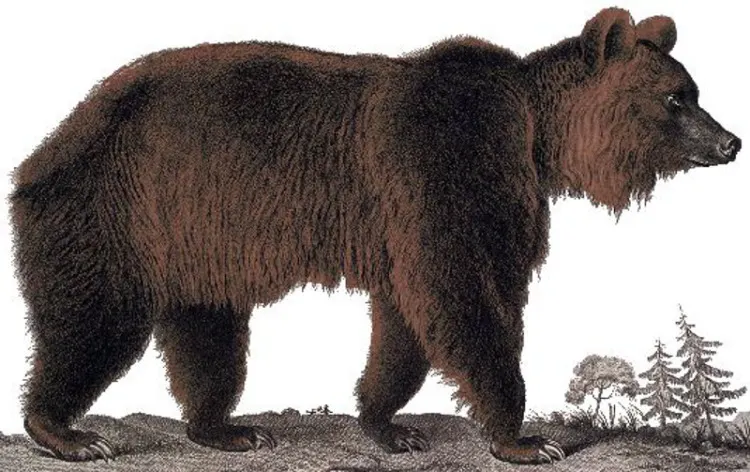 4 Most Incredible Extinct Bears in History